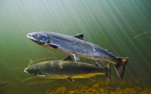 src-adapt-960-high-salmon-0222-1456252588628-1485209832790